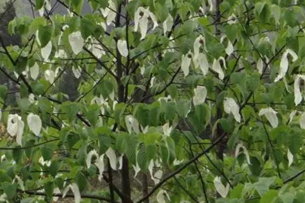 珙桐的种植方法,整地催芽后、可进行条播或撒播