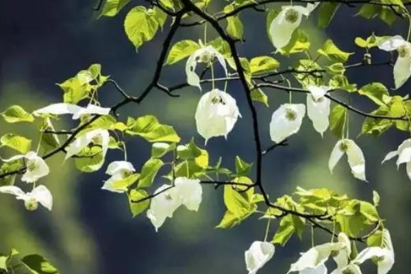 珙桐的种植方法,整地催芽后、可进行条播或撒播