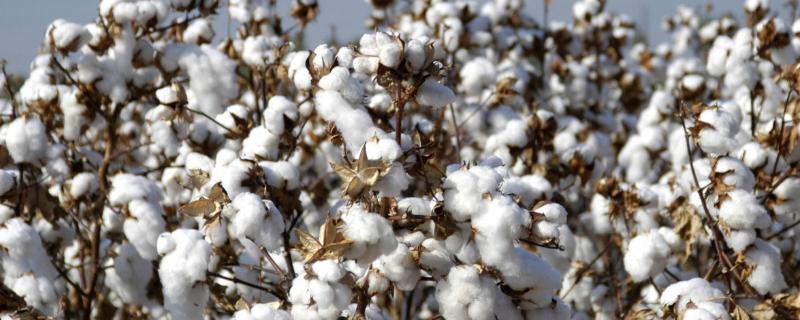 棉花如何能高产