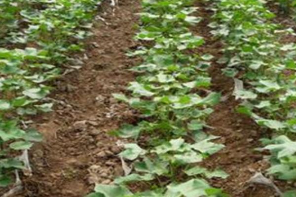 棉花如何能高产,要牢记的十大秘诀