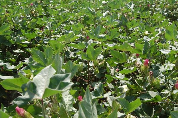 棉花如何能高产,要牢记的十大秘诀