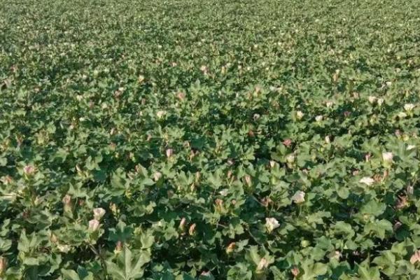 棉花如何能高产,要牢记的十大秘诀