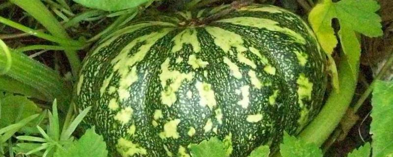 窝瓜的施肥时期