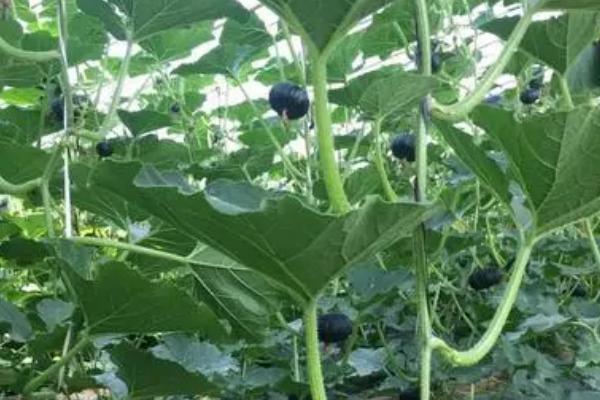 窝瓜的施肥时期,种植之前施一次基肥