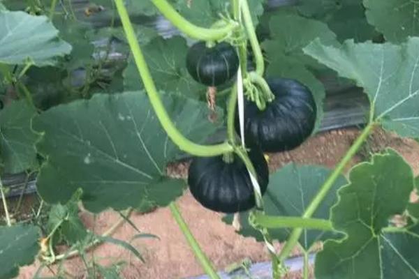 窝瓜的施肥时期,种植之前施一次基肥