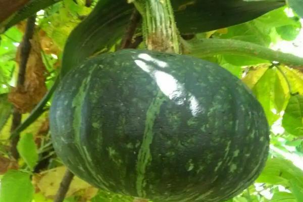 窝瓜的施肥时期,种植之前施一次基肥