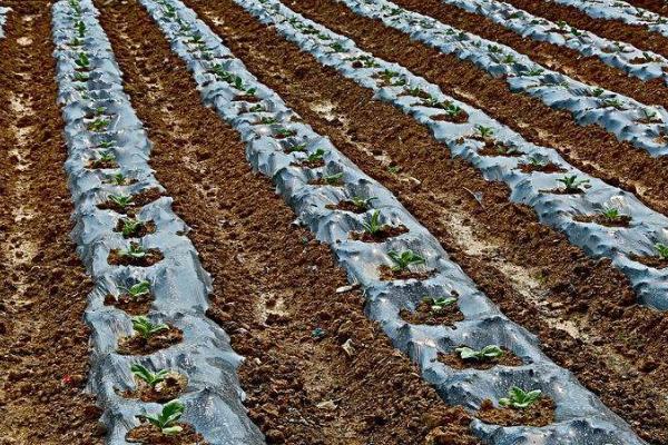 地膜覆盖栽培可以提高产量吗,可以起到提高产量的作用