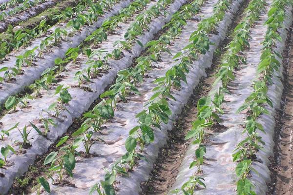 地膜覆盖栽培可以提高产量吗,可以起到提高产量的作用