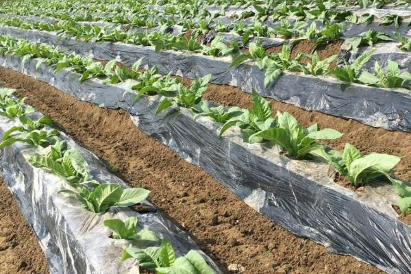 地膜覆盖栽培可以提高产量吗,可以起到提高产量的作用