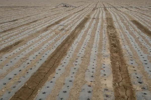 地膜覆盖栽培可以提高产量吗,可以起到提高产量的作用