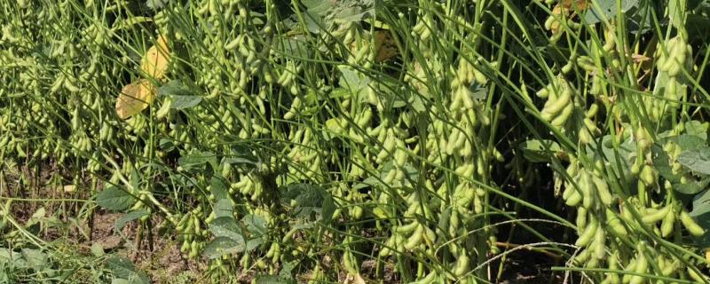 大豆花荚脱落如何预防