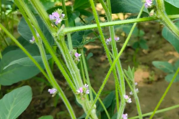 大豆花荚脱落如何预防,保持合理密度是减少花荚脱落的有效途径