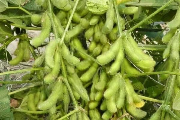 大豆花荚脱落如何预防,保持合理密度是减少花荚脱落的有效途径