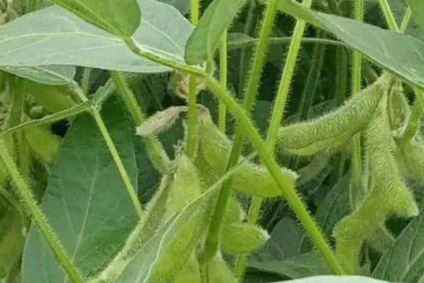 大豆花荚脱落如何预防,保持合理密度是减少花荚脱落的有效途径