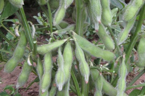 大豆花荚脱落如何预防,保持合理密度是减少花荚脱落的有效途径