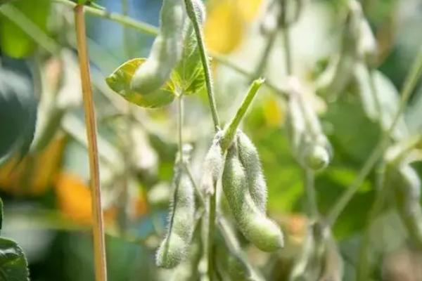 大豆花荚脱落如何预防,保持合理密度是减少花荚脱落的有效途径