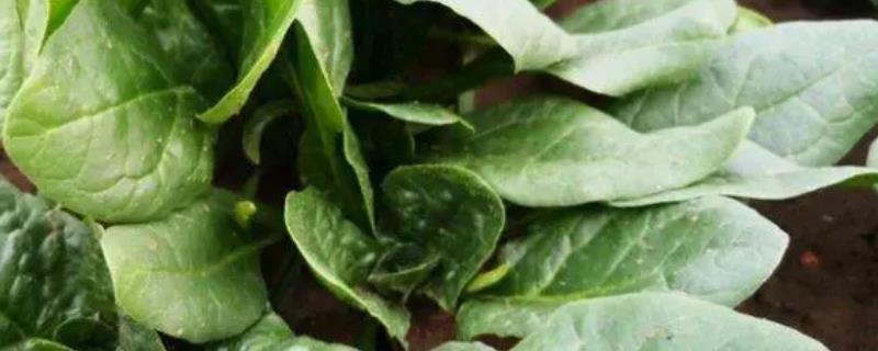 菠菜白斑病的症状