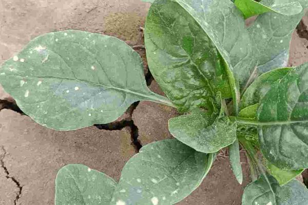 菠菜白斑病的症状,下部叶片会出现圆形至近圆形病斑