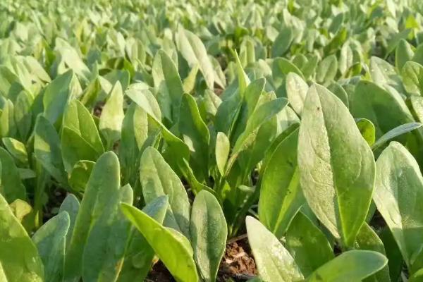 菠菜白斑病的症状,下部叶片会出现圆形至近圆形病斑