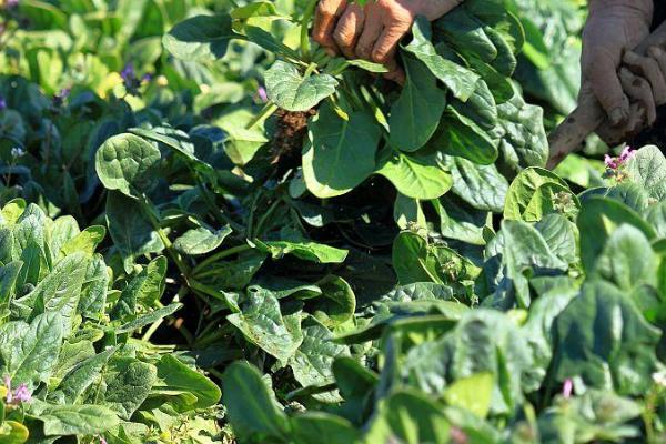 菠菜白斑病的症状,下部叶片会出现圆形至近圆形病斑