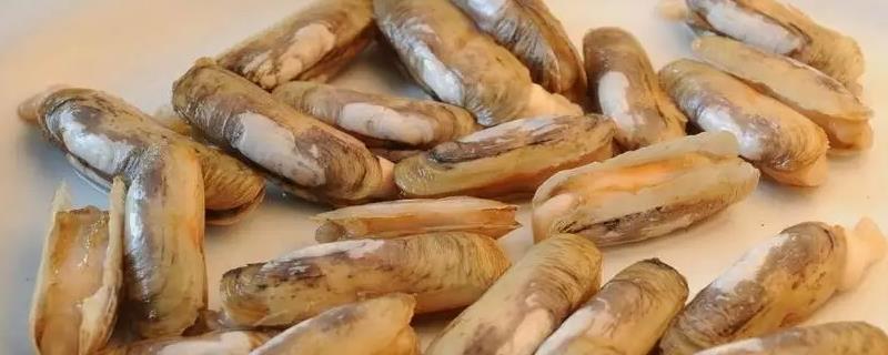 海蛏和竹蛏一样吗