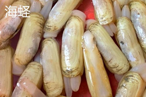海蛏和竹蛏一样吗,外观相似但不是同种生物