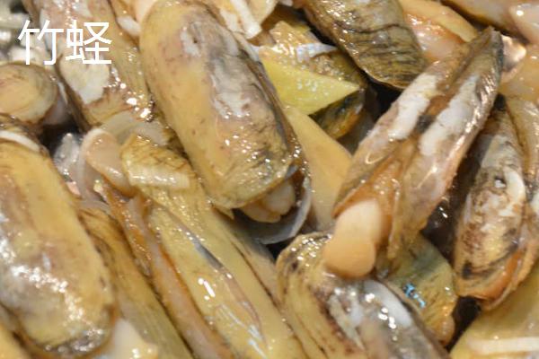 海蛏和竹蛏一样吗,外观相似但不是同种生物