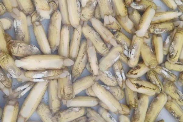 海蛏和竹蛏一样吗,外观相似但不是同种生物