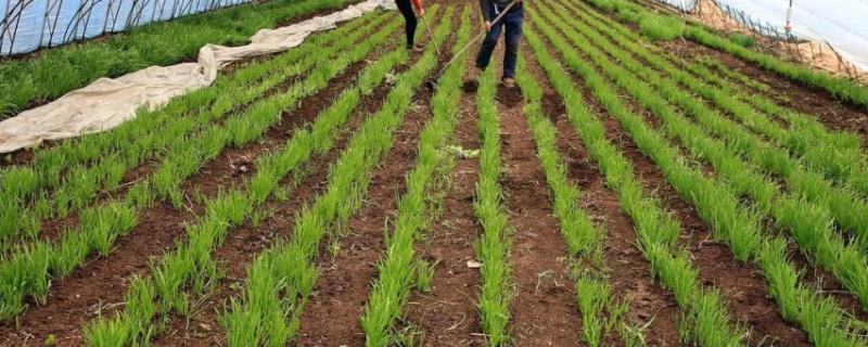 如何施肥才能提高韭菜的产量