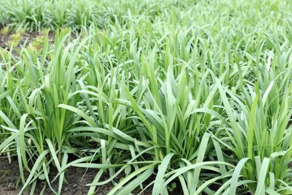 如何施肥才能提高韭菜的产量,每次收割后都要追肥1-2次