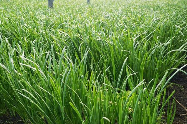 如何施肥才能提高韭菜的产量,每次收割后都要追肥1-2次
