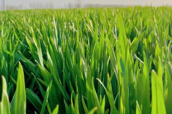 如何施肥才能提高韭菜的产量,每次收割后都要追肥1-2次