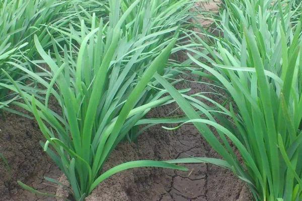如何施肥才能提高韭菜的产量,每次收割后都要追肥1-2次
