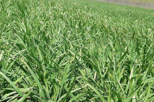 如何施肥才能提高韭菜的产量,每次收割后都要追肥1-2次