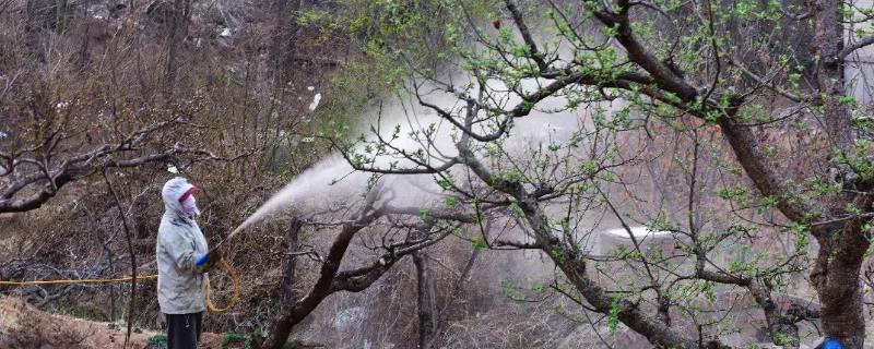 不能在果园使用的除草剂有哪些