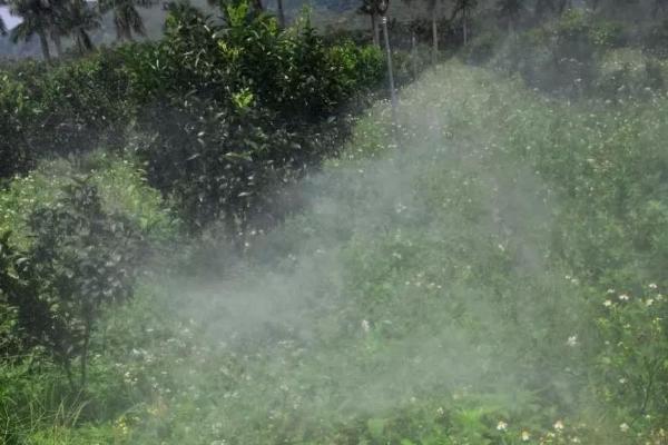 不能在果园使用的除草剂有哪些,同一除草剂不能在不同的果树上使用
