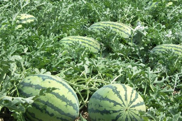 西瓜茎基腐病有哪些表现,茎基部会出现水渍状褐色斑点