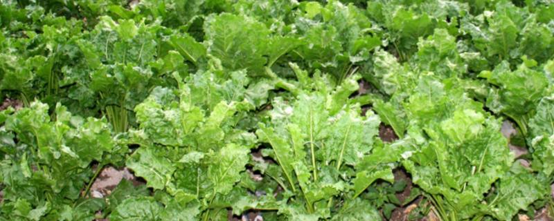 几月份种植甜菜