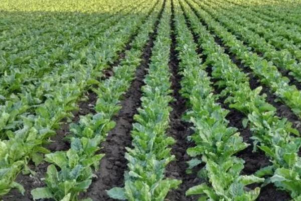 几月份种植甜菜,一般可在4月份播种