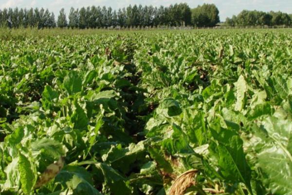 几月份种植甜菜,一般可在4月份播种