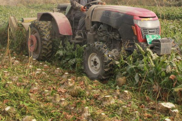 几月份种植甜菜,一般可在4月份播种