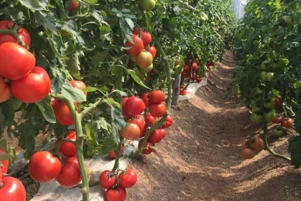 温度不适对番茄的影响,气温过高或过低均会影响到果实着色