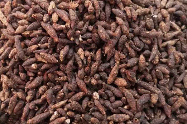 香附亩产多少斤,亩产8000-10000斤