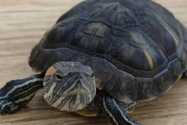 5厘米的巴西龟怎么养,需定期晒太阳及合理喂食