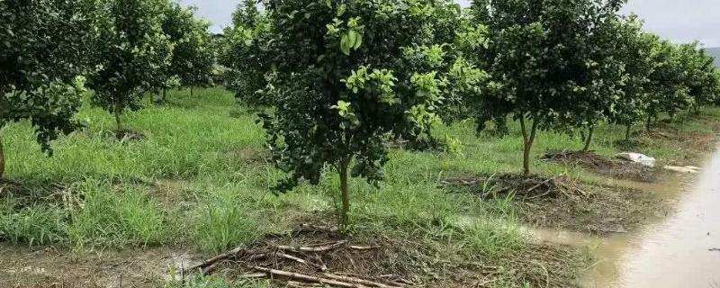 狂风暴雨过后怎么管理果园