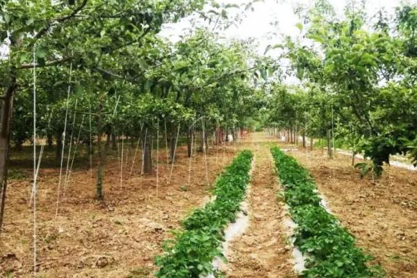狂风暴雨过后怎么管理果园,需做好排水、割草、防治病虫害等工作