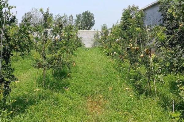 狂风暴雨过后怎么管理果园,需做好排水、割草、防治病虫害等工作