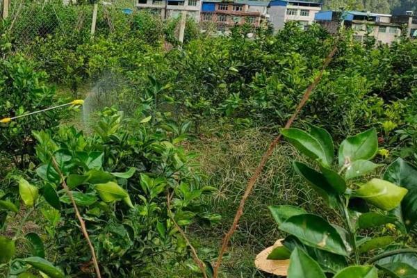 狂风暴雨过后怎么管理果园,需做好排水、割草、防治病虫害等工作