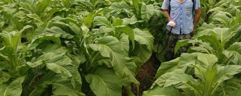 雨季烟田农药使用技巧