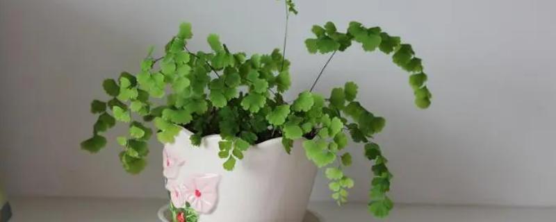 如何对铁线蕨施肥